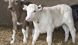 Raise em' right or pay twice – Farmer-focused session